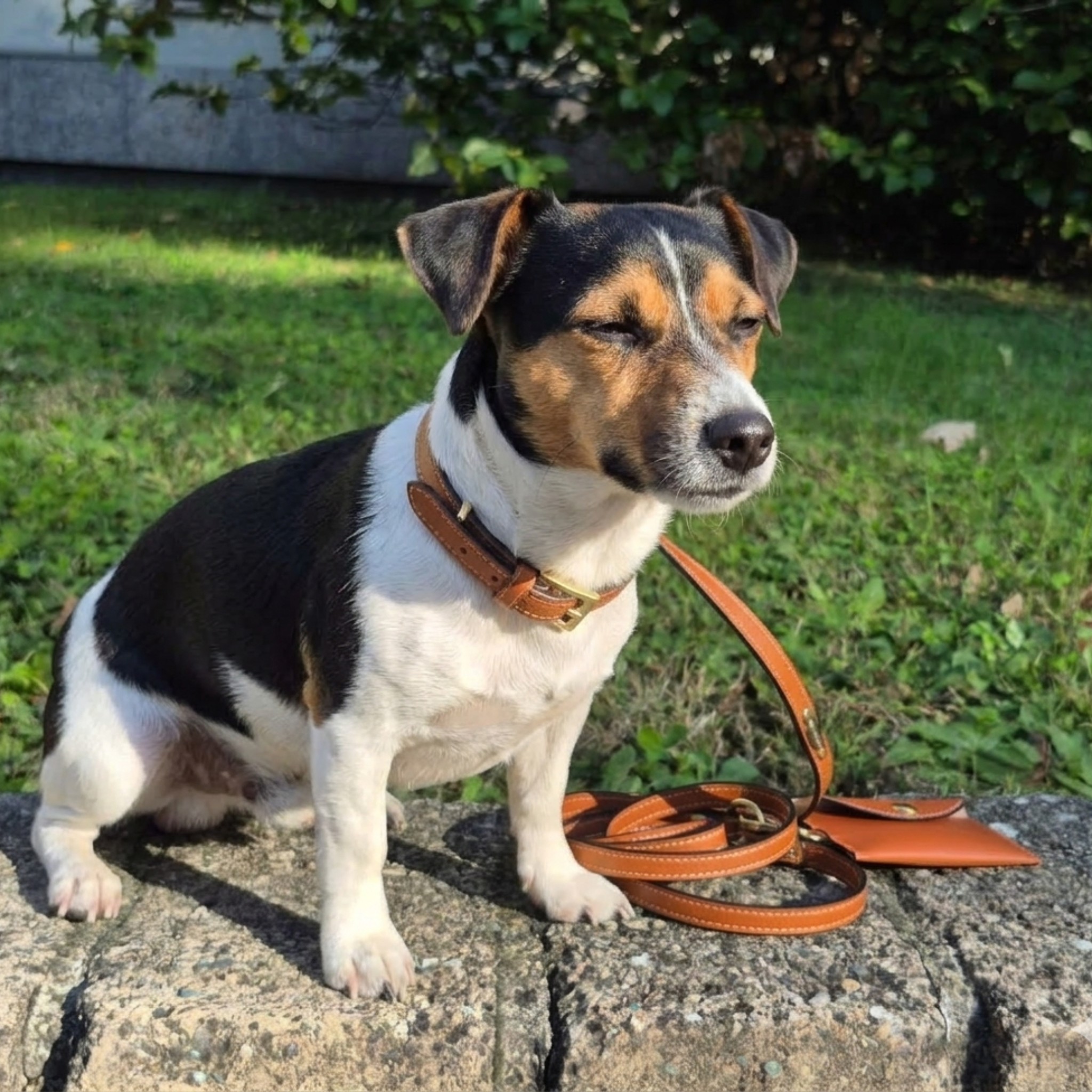 Set Collare con Cristalli e Guinzaglio in Pelle per Cani